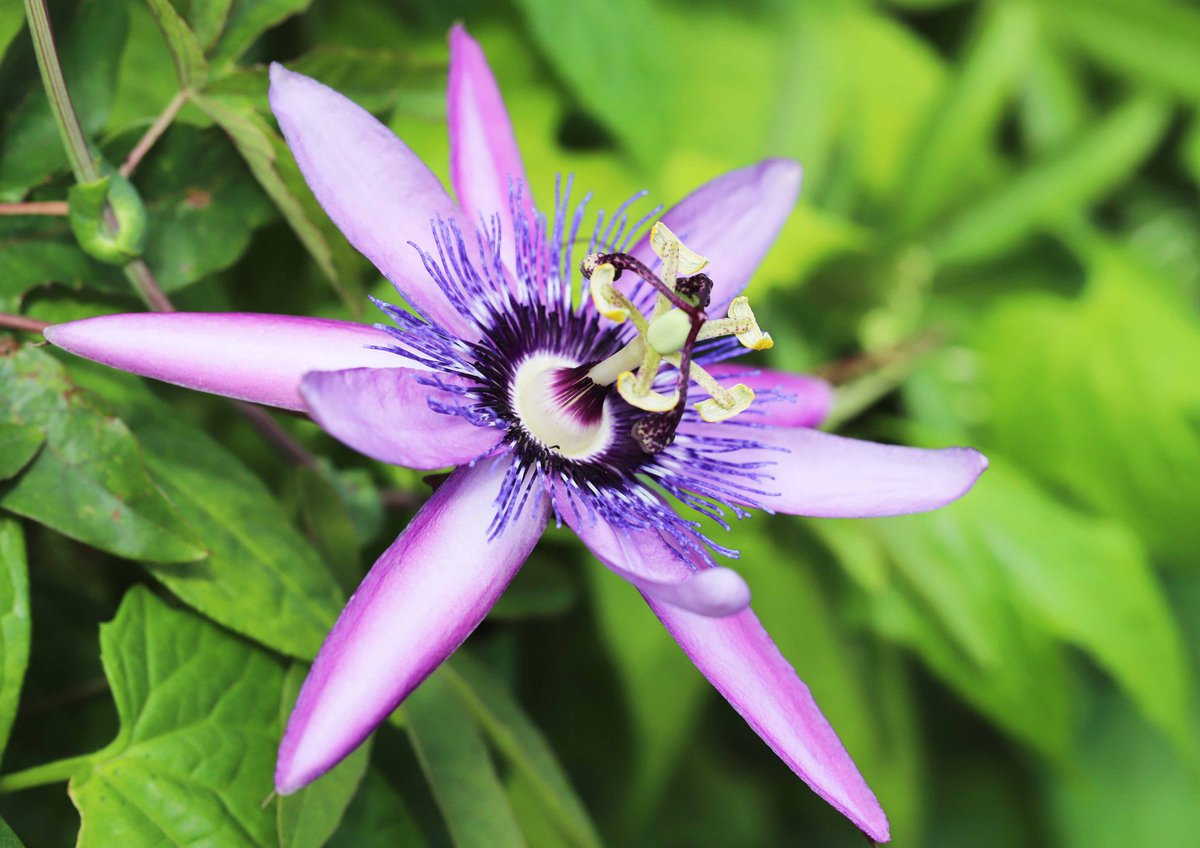 片柳弘史 教会の花壇に咲いた時計草 キリストの受難 Passion と結びつけて パッション フラワーと呼ばれることもあります 真ん中の子房柱が十字架 雌しべが釘 髭のような部分が茨の冠 花びらがユダとペトロを除く10人の使徒 弦が鞭 葉がイエス
