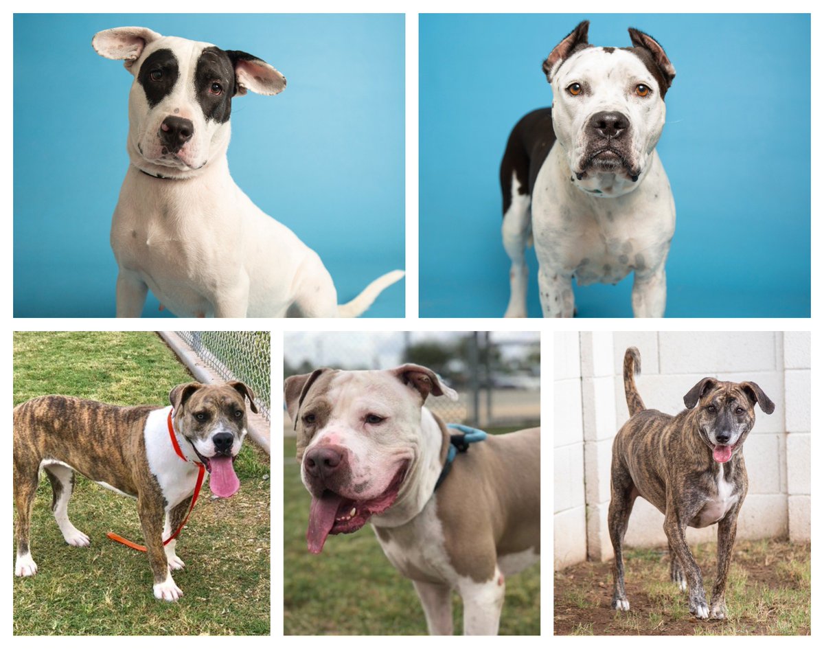 Arizona Humane Society (@azhumane) on Twitter photo Lana, Harley, Dixie, Jefe & Bentley have a big day tomorrow - they’ll be available for adoption at <a href="/FixAdoptSave/">Fix.Adopt.Save.</a>'s Pittie-Palooza! AHS & its partners will offer countless resources to our community's pet owners, as well as $20 Pittie adoptions! Learn more: bit.ly/2RMFvaj Lana, Harley, Dixie, Jefe & Bentley have a big day tomorrow - they’ll be available for adoption at <a href="/FixAdoptSave/">Fix.Adopt.Save.</a>'s Pittie-Palooza! AHS & its partners will offer countless resources to our community's pet owners, as well as $20 Pittie adoptions! Learn more: bit.ly/2RMFvaj
