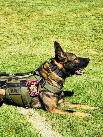 SummitSheriffCO's tweet image. K9 Danny proudly wore his #pinkpatch today at the National Police Canine Association certifications in Rifle! #PinkPatchProject 🚔🐾 #SumCO #Colorado