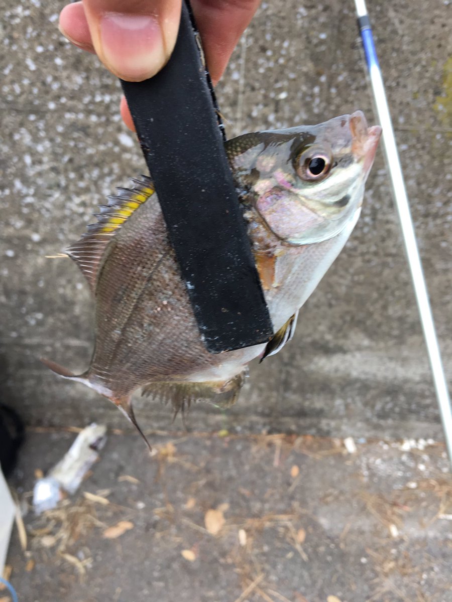 にく 釣り垢 イソメで釣れたこいつは海タナゴに見えるんですが 海タナゴって背びれ黄色くなったり 顔に黒い模様が出たりするのでしょうか 誰か教えてください この魚何 ウミタナゴ