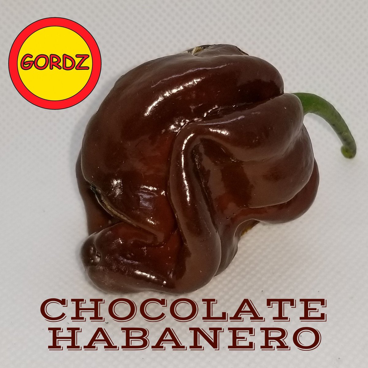 GordzHotSauce's tweet photo. Gorgeous #chocolate #habanero at Gordz Hot Sauce #Canadian๐จ๐ฆ #hotpepper๐ฅ๐ถ #grower ๐ฑ#GYO #gardening #SHU #pimentsforts #seedtobottle #ALLNATURAL๐ฑ #ALLCANADIAN ๐จ๐ฆ
#hotsauce #saucepiquante #GordzHotSauce ๐๐ฅ๐ถ๐ฑ
#BuyCanadian ๐จ๐ฆ https://t.co/kqGQI8Q8K9