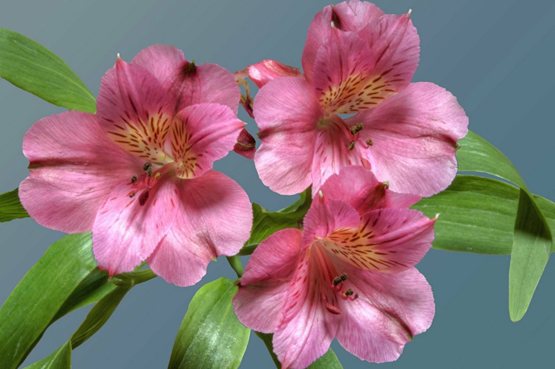 🌹🌿🌹
#TMLILY
#MEL_LILY
#TM_BFF
#LV4GAB
🌿🌹🌿🌹
<a href="/Leeza__TMJ/">~·°🌸Leeza 🌸°·~</a> @Chuca_85
<a href="/V2_N_St0/">Vanessa ™#MGWV</a> <a href="/EliLeonarda/">👄☀ Ệŀïẓäńġệŀä 🌷🌿</a>
<a href="/mamiRD_/">🇩🇴mamiRD_ #LoveDeMami❤ AmigosDe❤</a> <a href="/Zhbabar05/">Zohaib Babar 🇵🇰</a>
<a href="/CesarRcgc/">Cesar</a> <a href="/KoborinX2/">Koborin💖</a>
<a href="/SiscoMGWV/">🔶️Sisco #1DDrive 113k🔶️</a> @Forlananna1
@oce2005 <a href="/Mayorga555/">Mayorg'a</a>
@ArqueraS1310 <a href="/Saori__M/">ღƪ(ˆ◡ˆ)ʃ♡ℳДƦîƝ இ️ ♡</a>
@aliciagarciaga6 <a href="/JOrfanelli/">José ↪LAW & ORDER! #TeamTrump</a>
@adityasingh7865 <a href="/majd9757/">M</a>
<a href="/SergioA60798547/">Sergio</a>🌿