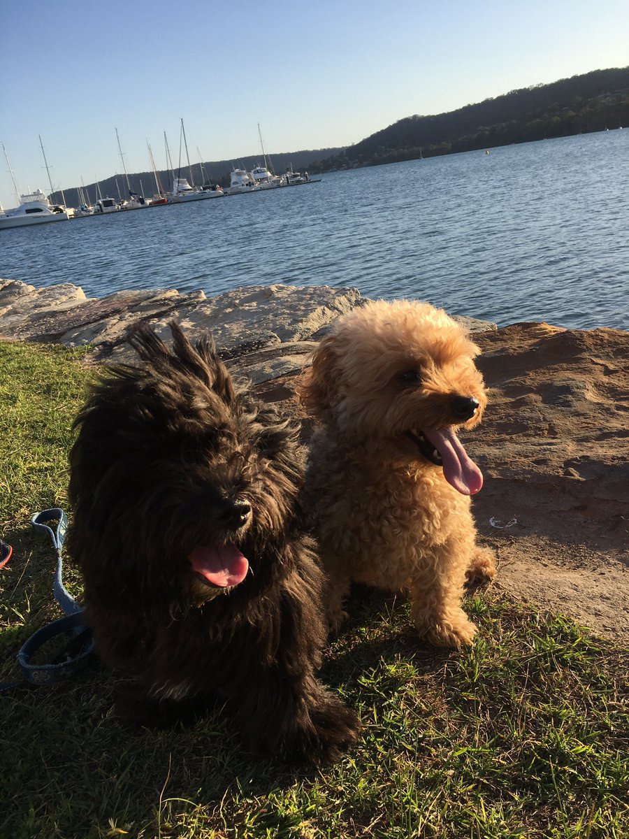 Ao7374's tweet image. Rex and Winston are on Instagram . Great photo to look at .