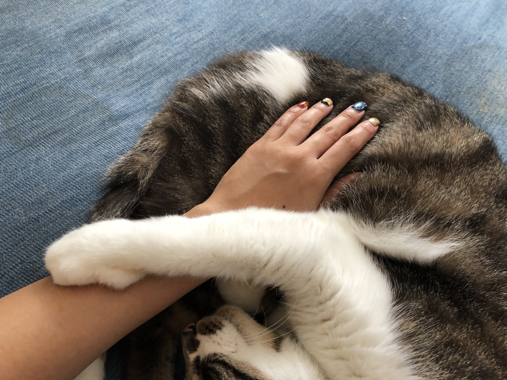 そもそも猫がかわいい Twitter Search Twitter