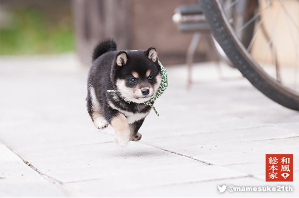 Yuuki It S Bean Day 10 13 豆の日 I Can T Find A Nice Bean Gif I Ll Share A Mameshiba 豆柴 Pic Mameshiba Is A Dog Bread Meaning Bean Shiba This Mameshiba Dog S Yuuki It S Bean Day 10 13 豆の日 I Can T Find A Nice Bean Gif I Ll Share A Mameshiba 豆柴 Pic Mameshiba Is A Dog Bread Meaning Bean Shiba This Mameshiba Dog S