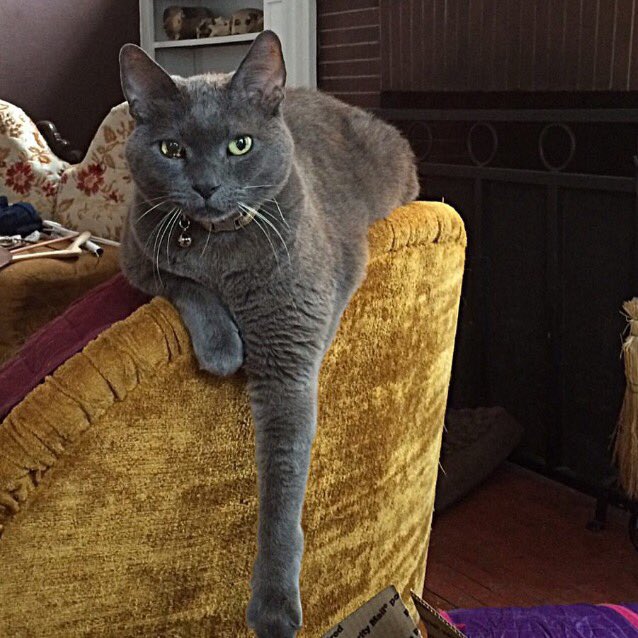 ToasttheCat1's tweet photo. Miss you Toast. Just as much today as ever. @ToasttheCat1 love you with all of my heart old friend. https://t.co/UPZZZxVBy9