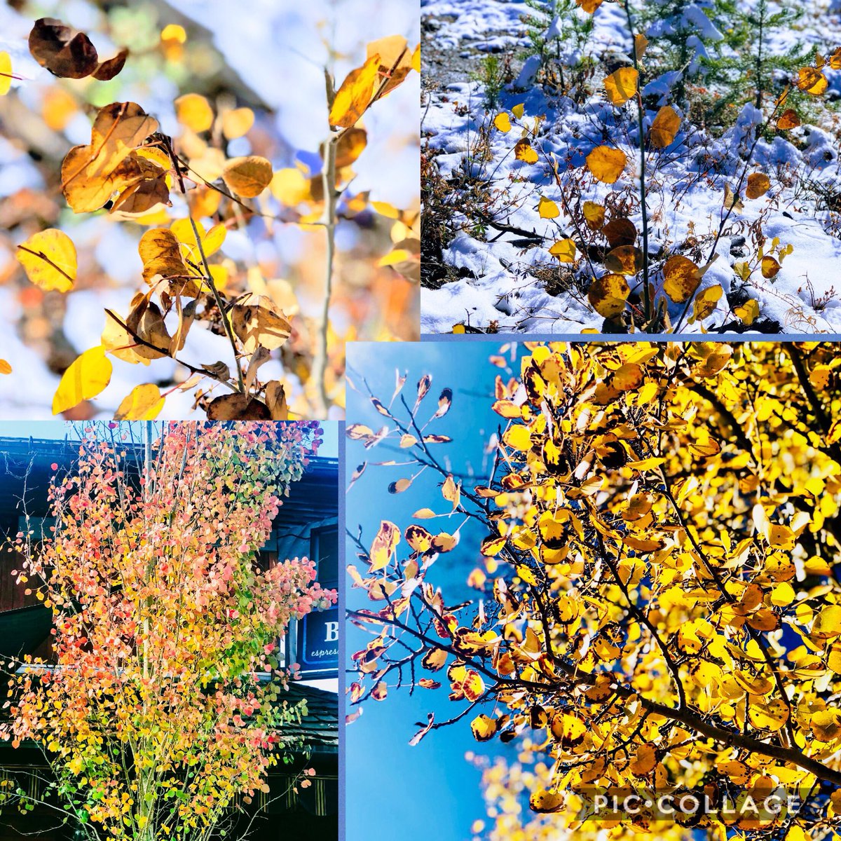kinnu3's tweet photo. Fall n snow... #weekendgetaway #coMountains https://t.co/pZMS6cdo5r