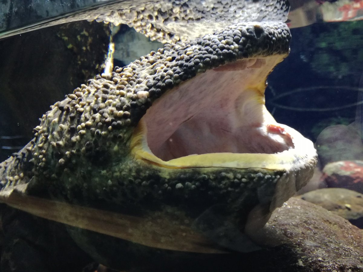 井の頭自然文化園 公式 בטוויטר おはようございます 告知です 本日 10月13日 13時15分から水生物館のオオサンショウウオに餌を与えます 大きな魚を大きな口で丸呑みにするので 見ごたえあり です お近くにお寄りの際には ぜひご覧ください