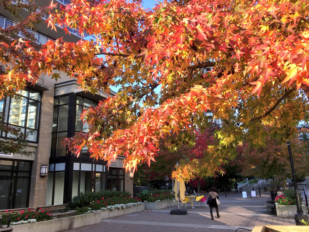 Rogers Plaza.  Fall.  #I❤️MyCity.     #NorthVan   🍁🍂🍁☀️ https://t.co/VODhWyK5er