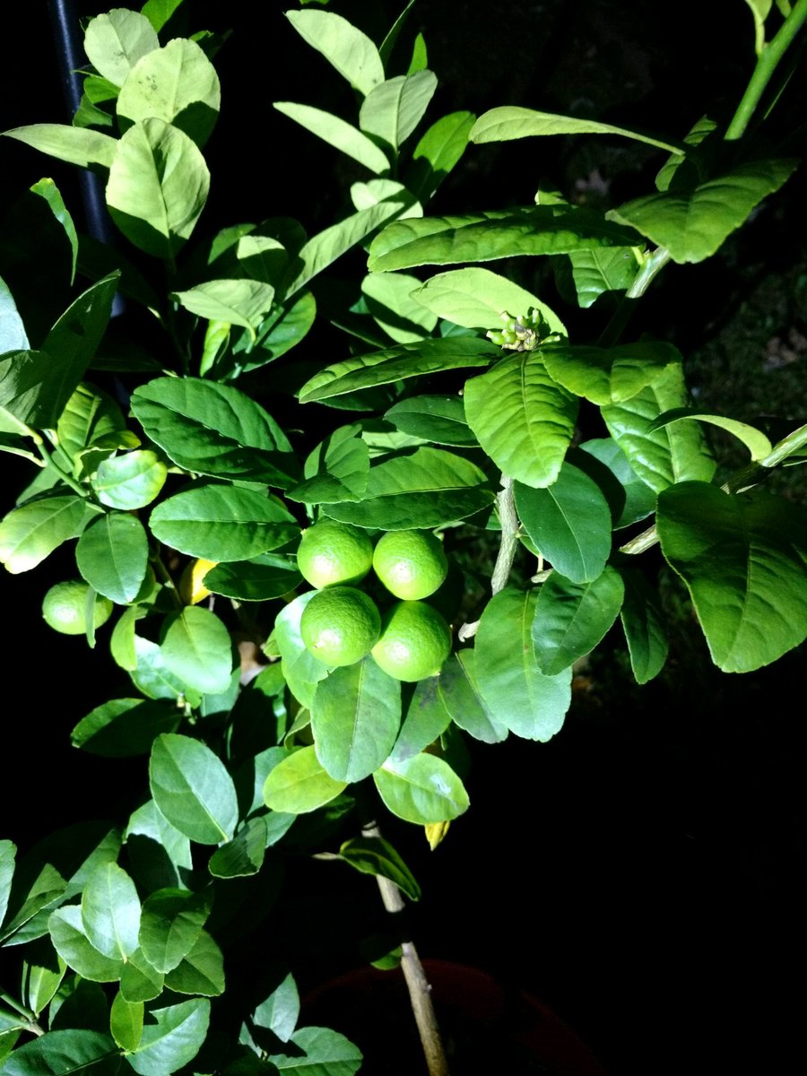 Out Of The Blue On Twitter The Lemon Tree That We Almost - 