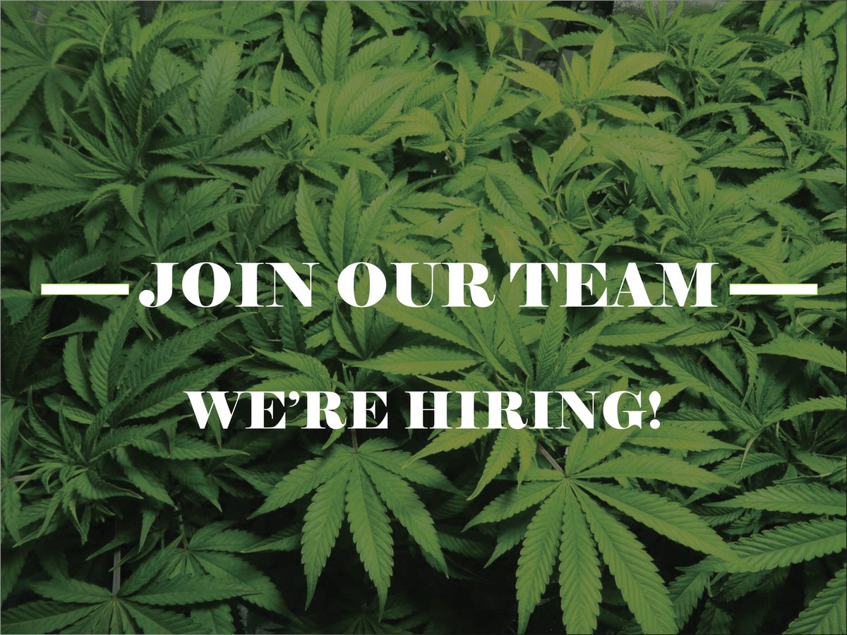 CAcannabisdept's tweet photo. Greetings #job seekers: The Bureau of Cannabis Control is looking to hire NINE Special #Investigators in our SAFE #Enforcement Unit, including a Staff Services Manager I for community #outreach efforts!

Apply here: https://t.co/KTwaPXwsuc https://t.co/Hg9d0K4XII