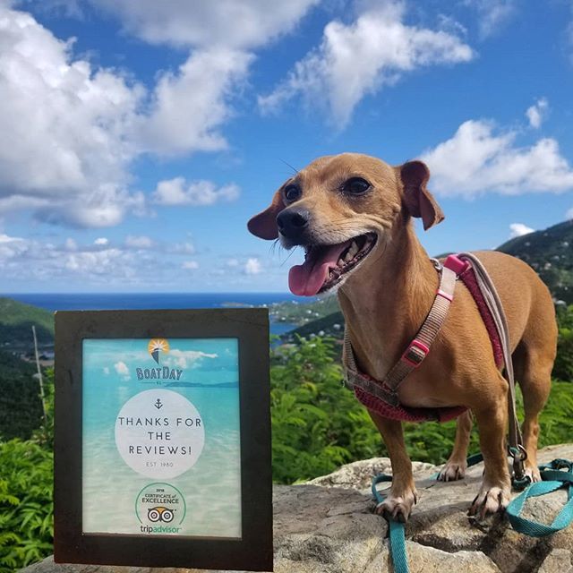 BoatdayVI's tweet photo. #2018COEProud! We're incredibly thankful to recover from last year's hurricanes to earn a 2018 TripAdvisor Certificate of Excellence. 🙌 We couldn't do it without our amazing guests. Thanks for the excellent reviews! Come see us soon and get #awayfromeverday 🛥🏝☀️🌴 #boatda… https://t.co/l83GdQc0lK