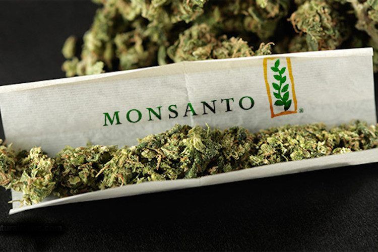 MJFads's tweet image. Monsanto and Bayer are moving to create a monopoly on marijuana buff.ly/2yDyXlh