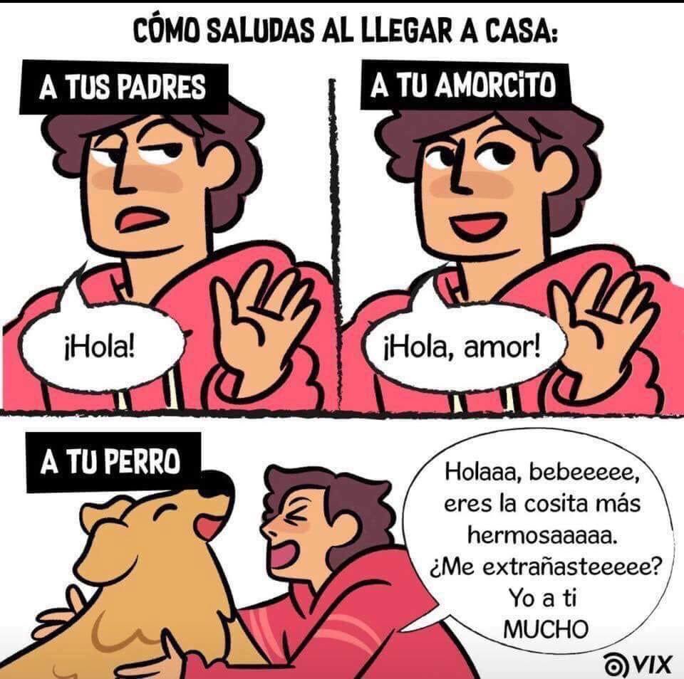 Consejo Prot. Animal tweet media