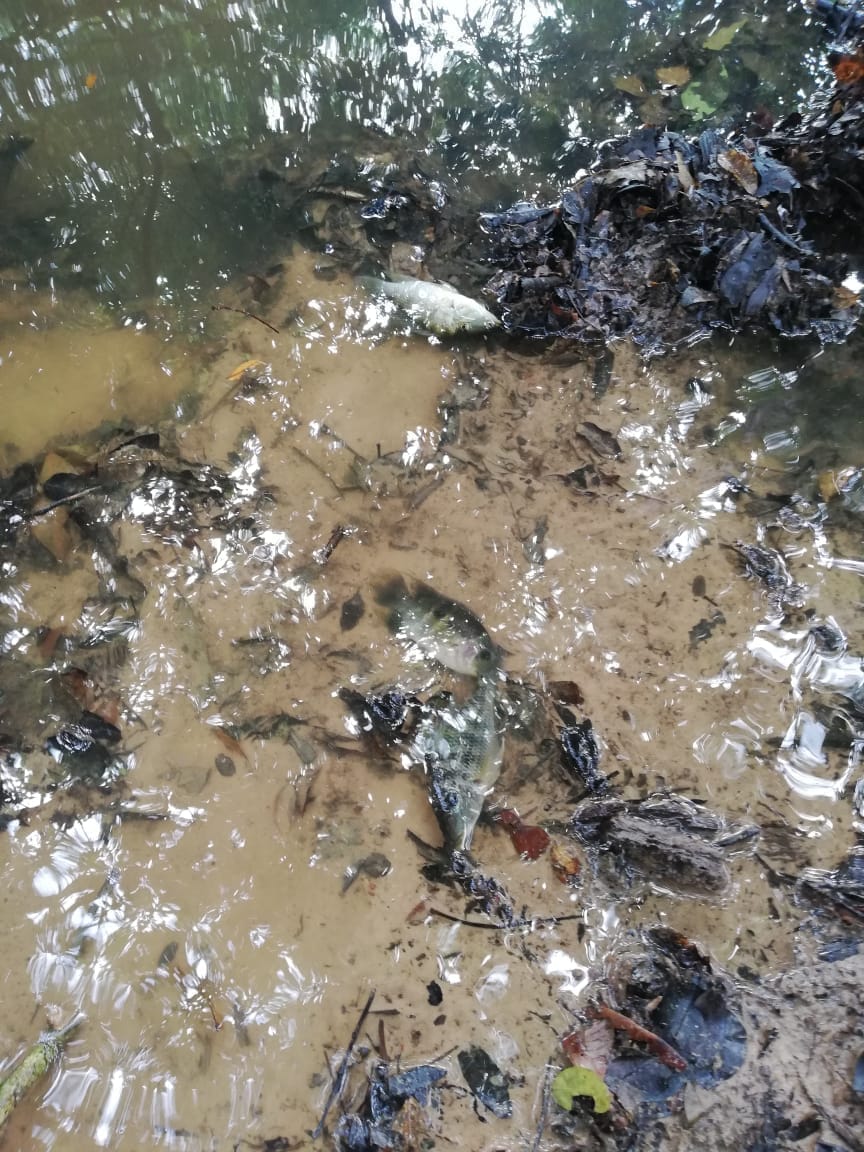 Prensalibcasan's tweet photo. Se presentó mortandad de peces en el caño Casimena de la vereda Santa Elena de Cusiva y Guayanas del municipio de Maní,   denunciaron los habitantes  de la comunidad que el daño  pudo ser ocasionado por vertimientos de un canal del sector palmero en la zona @Corporinoquia https://t.co/y01JU5lRSM