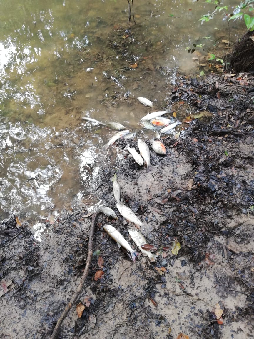 Prensalibcasan's tweet photo. Se presentó mortandad de peces en el caño Casimena de la vereda Santa Elena de Cusiva y Guayanas del municipio de Maní,   denunciaron los habitantes  de la comunidad que el daño  pudo ser ocasionado por vertimientos de un canal del sector palmero en la zona @Corporinoquia https://t.co/y01JU5lRSM