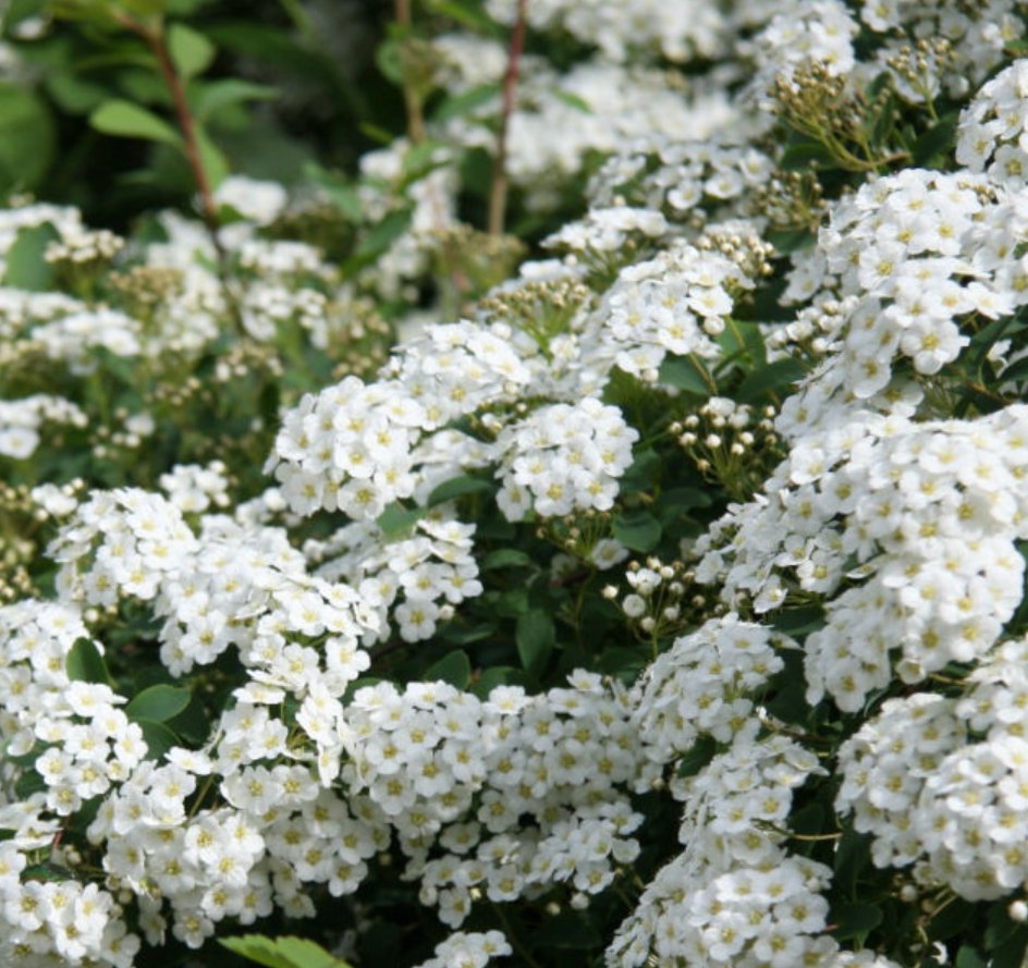 [오늘 탄생화:10월 13일] Spirea 조팝나무속, 장미과 낙엽관목으로 80~100여종이 있다고 함. 꽃말'단정한 사랑' 오늘 생일이신분들 축하드려요~