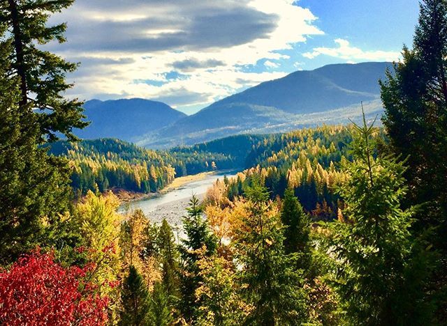 aimone35's tweet photo. Fall on the #middleforkflatheadriver #fall #montana #406 #montanamoment #fiver #flatheadliving #lastbestplace #overlook #westernlarch #tamarack #flatheadriver https://t.co/ruSqGQLic4 https://t.co/1z65SQywmR