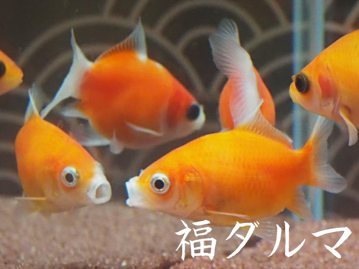 福ダルマ 福ダルマ