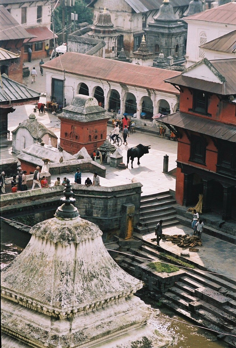 AlpineInterface's tweet image. And another horned animal. It&apos;s officially a theme :-)This time, it really is a bull. At Pashupatinath in Kathmandu #trekkingnepal