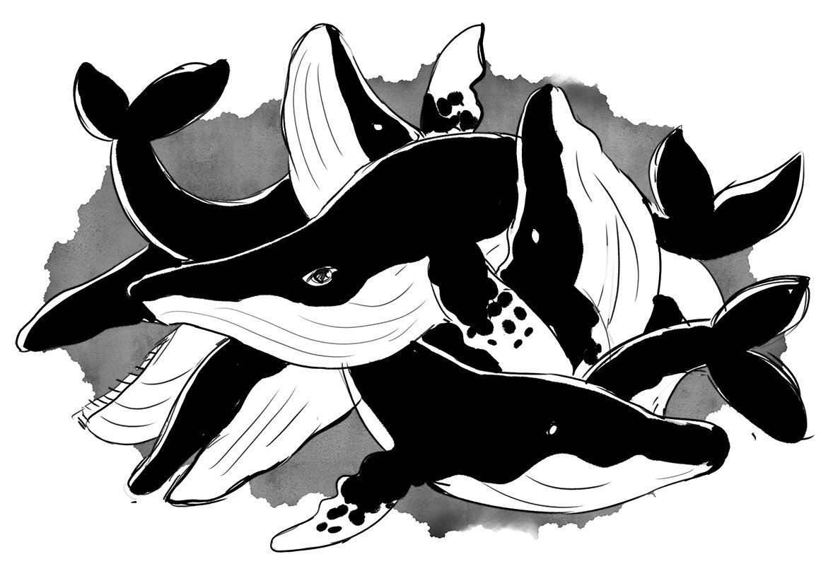 kellberryart's tweet photo. Day 12 - Whale
I'm not a day late! You're a day late! *hides*
 Inktober is making me realise how little variety i actually draw. I had fun just likeee doodling all these whales. Which is something I never draaaw. .
#inktober #inktober2018 #whale #digitalart #kellberryart https://t.co/8VfhaBkqc8