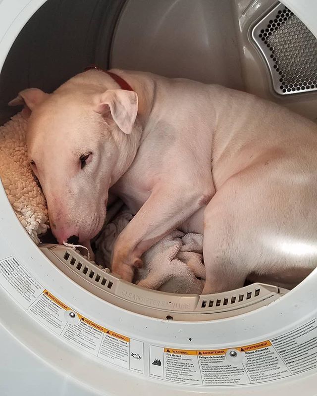 paw5us's tweet photo. Chilly weekend? I’ll just be cozied up in the warm dryer. 😊
•
•
•
Photo by @phoebe.s.world @deezil_dog https://t.co/W60dZGqZ5X https://t.co/TiSyj0MOry