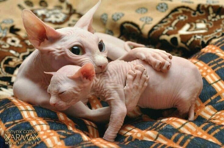 gatos da raça sphynx ❤