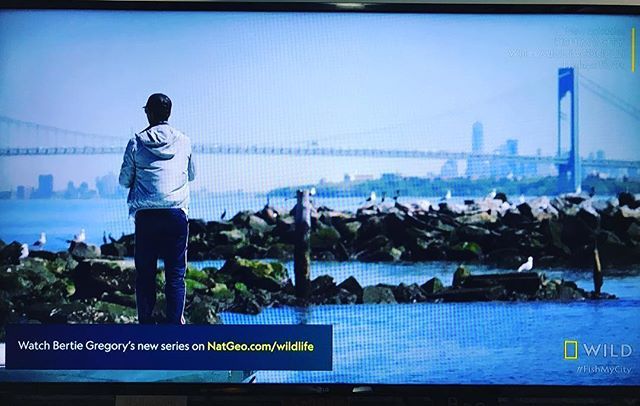 AnglersMusic's tweet photo. Go Ike! Stripers on the #FishMyCity premier! @mikeiaconelli  awesome awesome show! https://t.co/6tnCGjhDZu https://t.co/v71Wbx75Ik