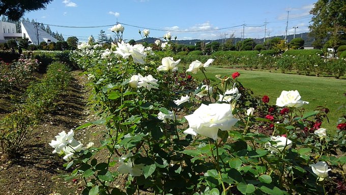 秋バラが咲き始めました Rskバラ園 18 10 13 歩けるうちに歩いておこう 見ておこう 秋バラが咲き始めました Rskバラ園 18 10 13 歩けるうちに歩いておこう 見ておこう