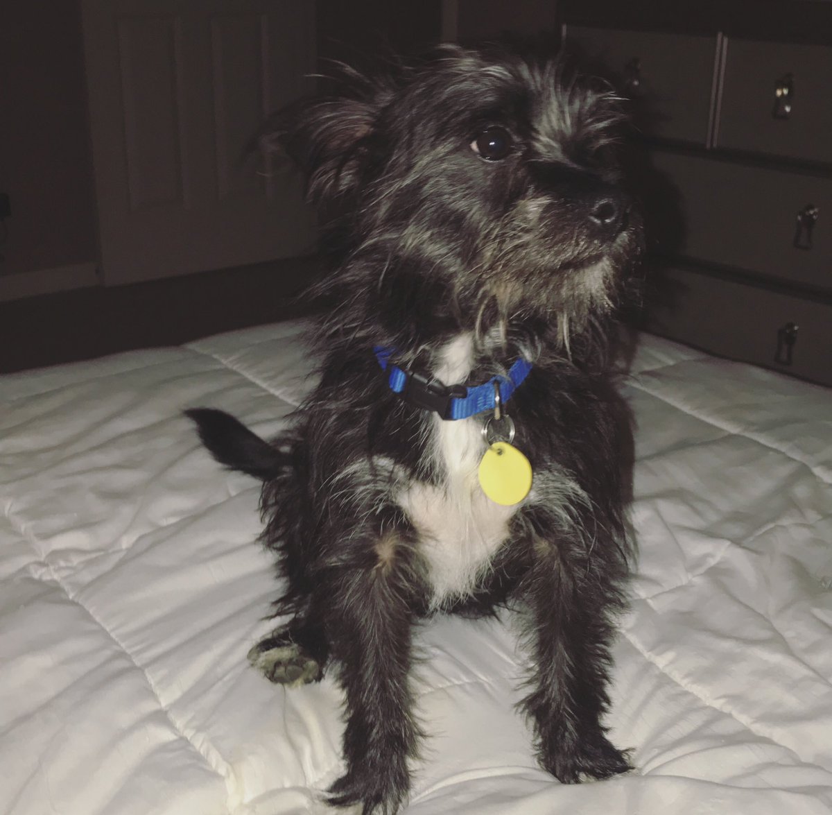 cairn terrier and schnauzer mix