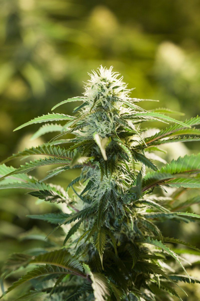 MJFads's tweet image. GOP lawmaker: White House will soon unveil federal marijuana reform buff.ly/2Oq2GJz