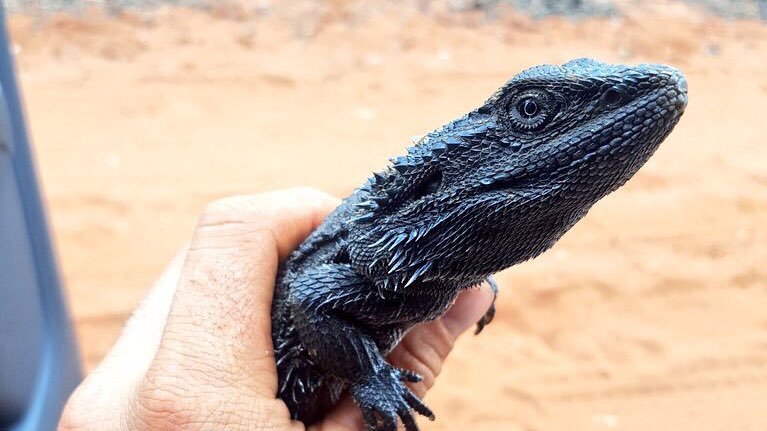 雨 フトアゴヒゲトカゲのメラニズム くっそかっこよくて飼いたいんだけどショップで見た事がない 流通してないのかな