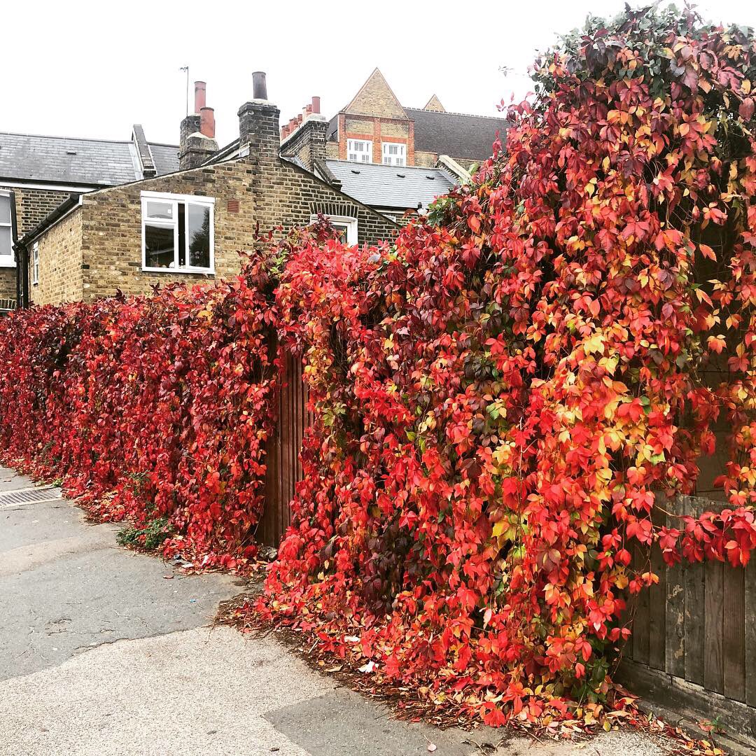 LoveNewCross's tweet photo. The start of Cold Blow Lane looking into Hunsdon Road is like a scene from the secret garden.
🍁🍁🍁
#newcross #se14 #millwall #hunsdon #coldblowlane #secretgardens #secretgarden #lewisham #haberdashers #deptford #peckham #autumnred #redautumn #autumnleaves #fallleaves https://t.co/KYxgC0uyVF