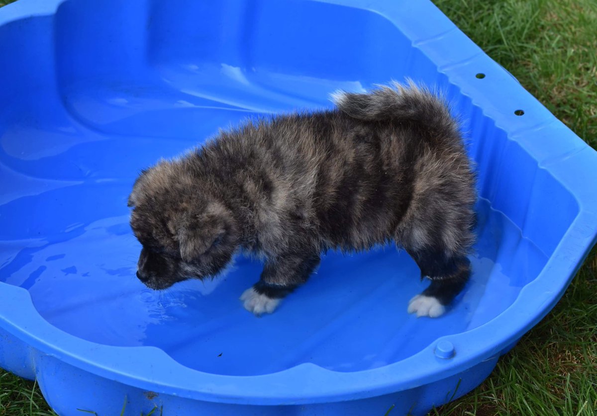 VaduAmka's tweet photo. Mon bébé ours grandi tellement vite ❤️ Découverte de l’eau #pasterrible #froussard #AkitaInu https://t.co/cbc0t8avyb