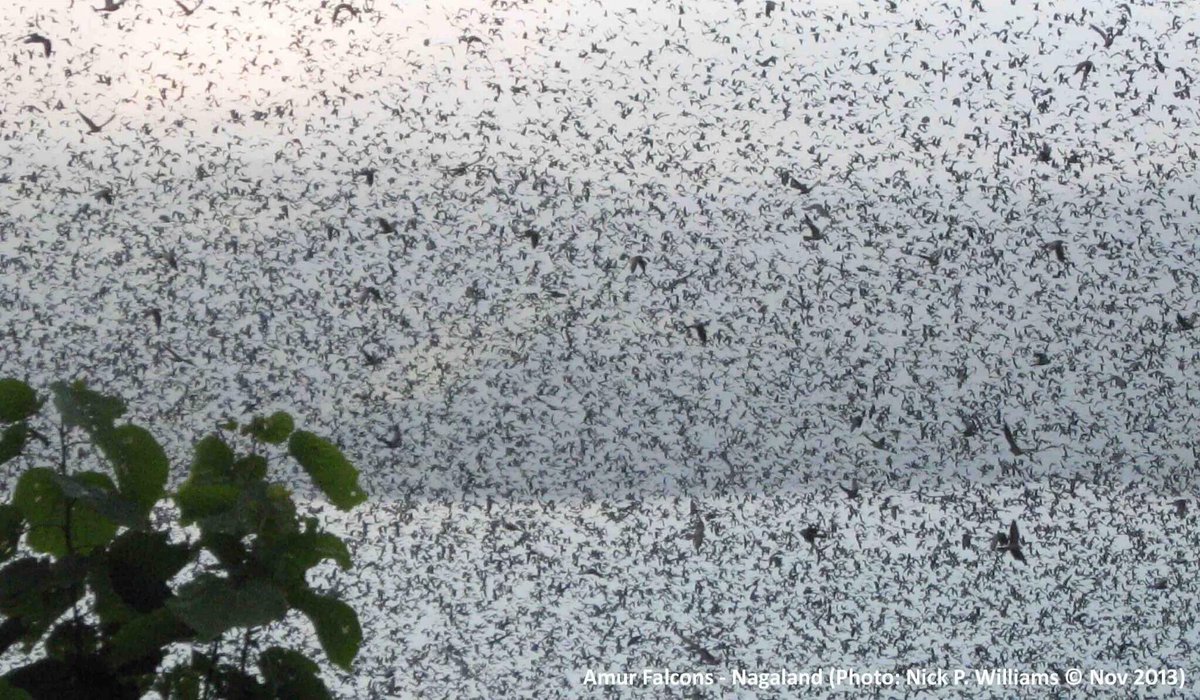 Nagaland is known as 'Falcon capital of the world'. Yearly around 1 million Amur falcons visit #Nagaland for roosting, from Mongolia en route to final destination­­­­—South Africa. They Travel up to 22,000 km ;one of the longest distance migration of birds. #MigratoryBirdDay
