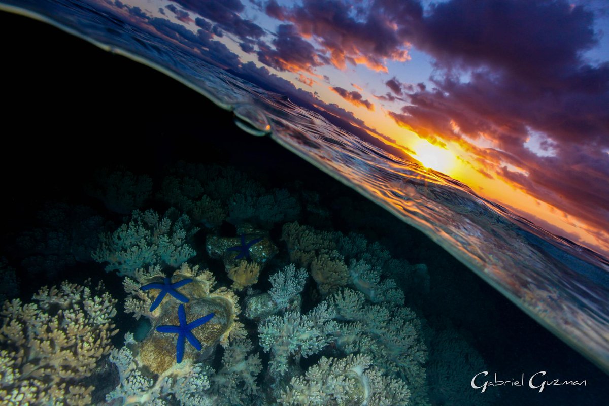 PADI's tweet photo. 'Why shouldn’t we take a starfish out of the water?
Starfishes are found in the sea for a simple reason: They do not breath air. Unfortunately, some people are captivated by their beauty without thinking about the damage that they could suffer.
📷 IG user 'underwater_images' https://t.co/C1ibLLwQHc