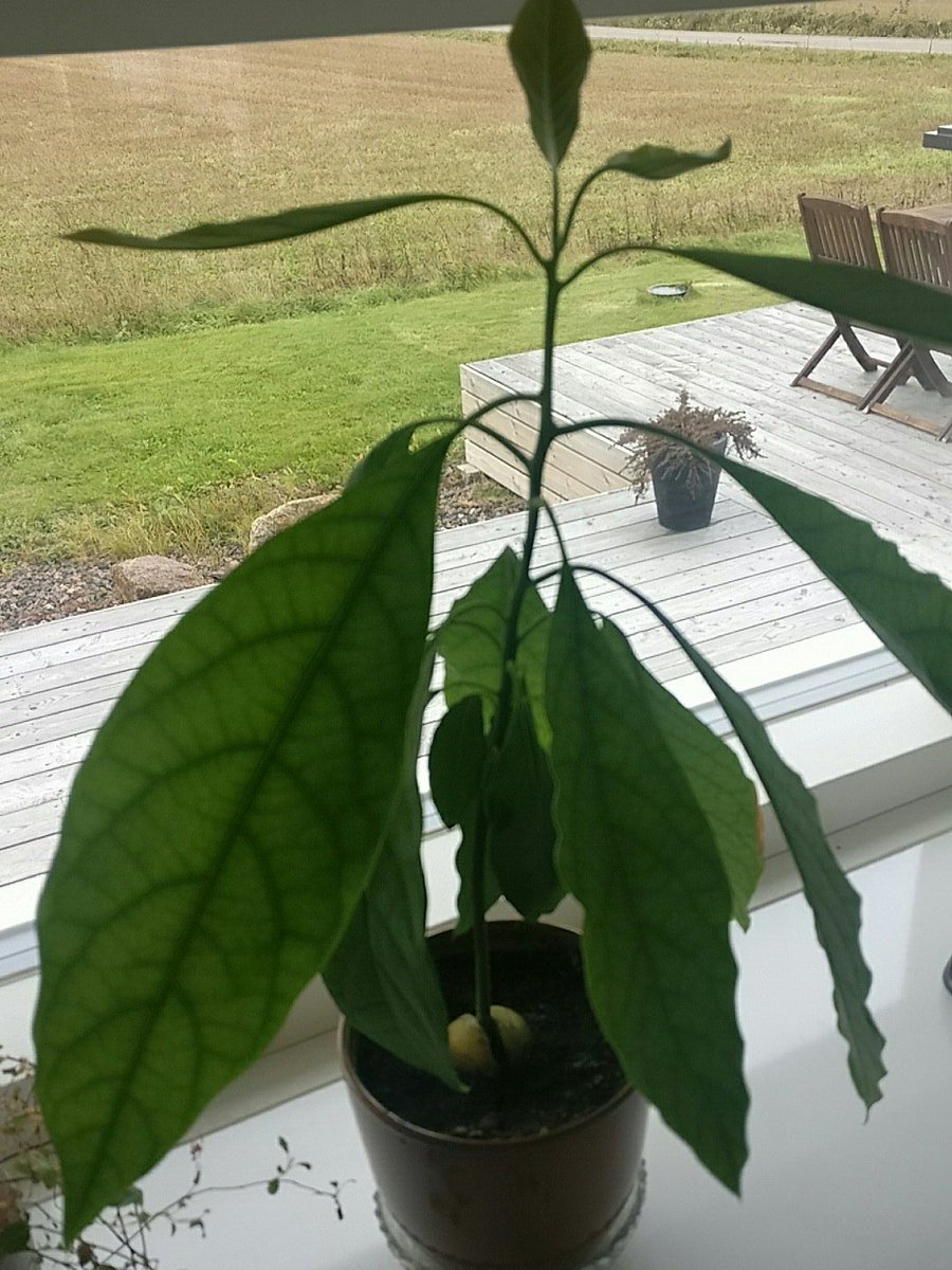Aapotlli's tweet photo. @KarnaMikko tässä poikkeuksellisen eettinen avokado. Vain siemen on eetitön. https://t.co/hJDOSqgiuV