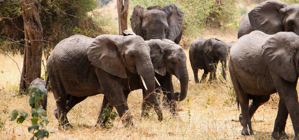 TravelFelicia's tweet photo. #Planning your #trip can be confusing and perhaps a little bit frustrating and that's where we come in with our top #TanzaniaTravelTips. https://t.co/ew7Xp2auH1 https://t.co/gZ8nOsh0LM