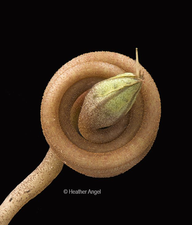 angelantics's tweet image. Anyone recognise this macro shot? It is NOT a snake emerging from its coiled body.