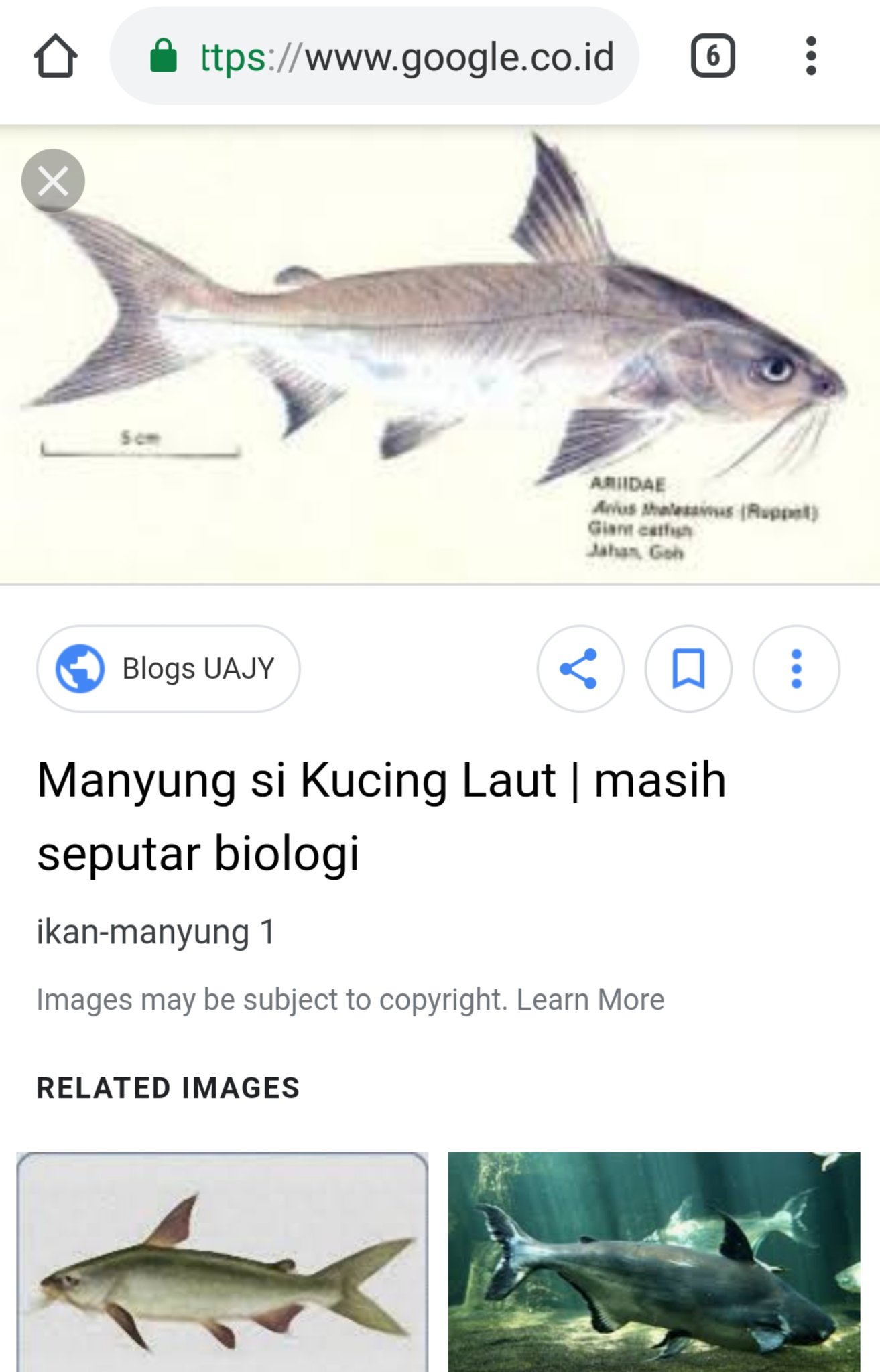 Riyanni Djangkaru No Twitter Fyi Ikan Manyung Https T Co E0qeouu1oa Twitter