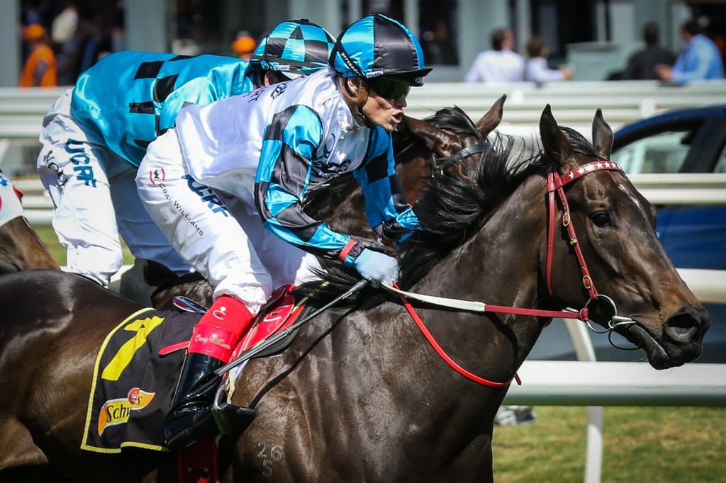 widdenstud's tweet photo. What do you get when you send a Redoute’s Choice mare to Sebring?!#Amphitrite #GroupOneWinner 🍾 https://t.co/yGYTJCnZQp