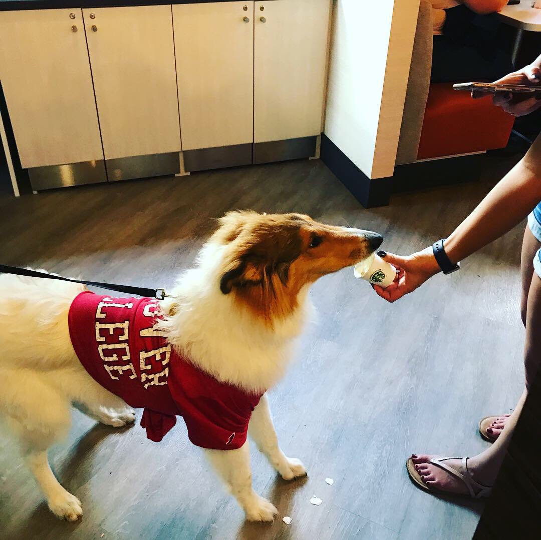 DiningAtHanover's tweet photo. Puppuccino’s for our furry Hanover College friends! 📸 photo credit: Kate Heil-Rawlings #cafe1827 #hanovercollege #thatsthebeautyofhanover @dogsofhanover https://t.co/x5TDKb8dnV