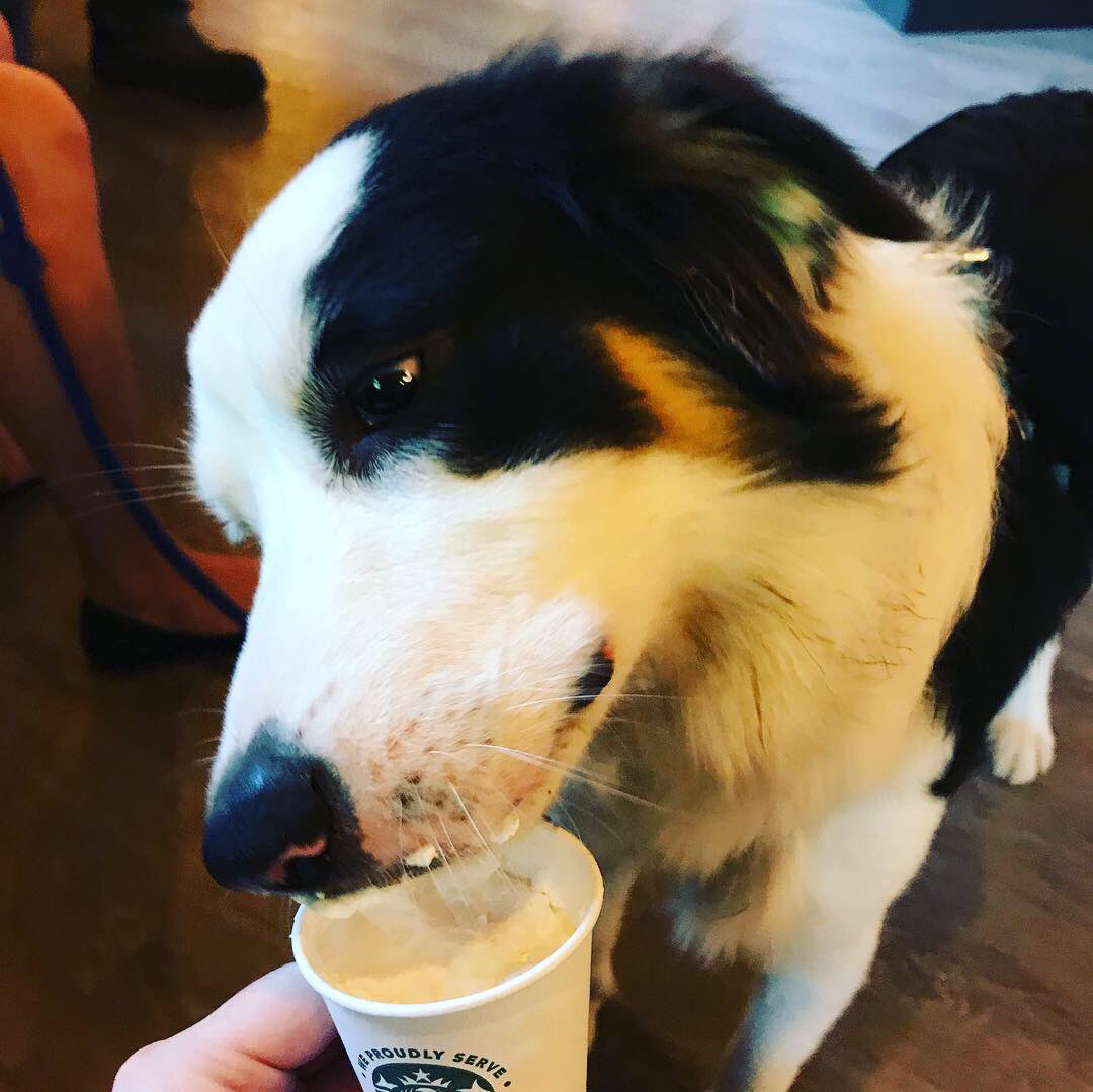 DiningAtHanover's tweet photo. Puppuccino’s for our furry Hanover College friends! 📸 photo credit: Kate Heil-Rawlings #cafe1827 #hanovercollege #thatsthebeautyofhanover @dogsofhanover https://t.co/x5TDKb8dnV