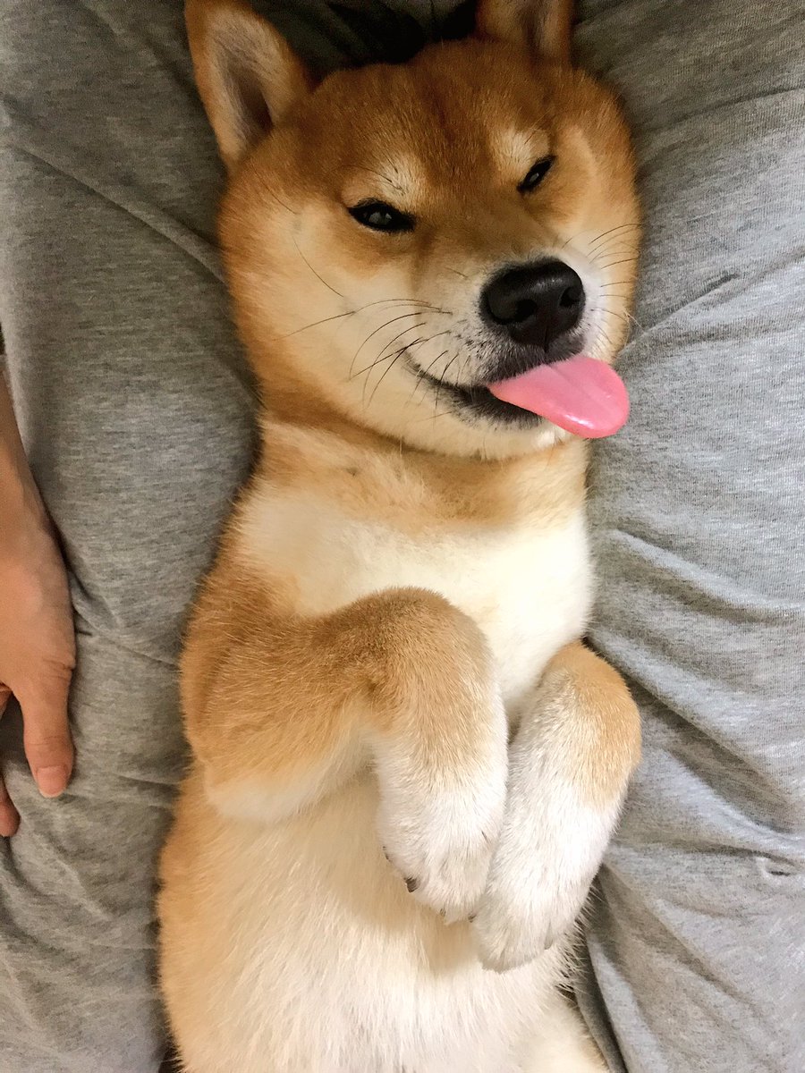 Image result for ç¬ shiba 坿ããã
