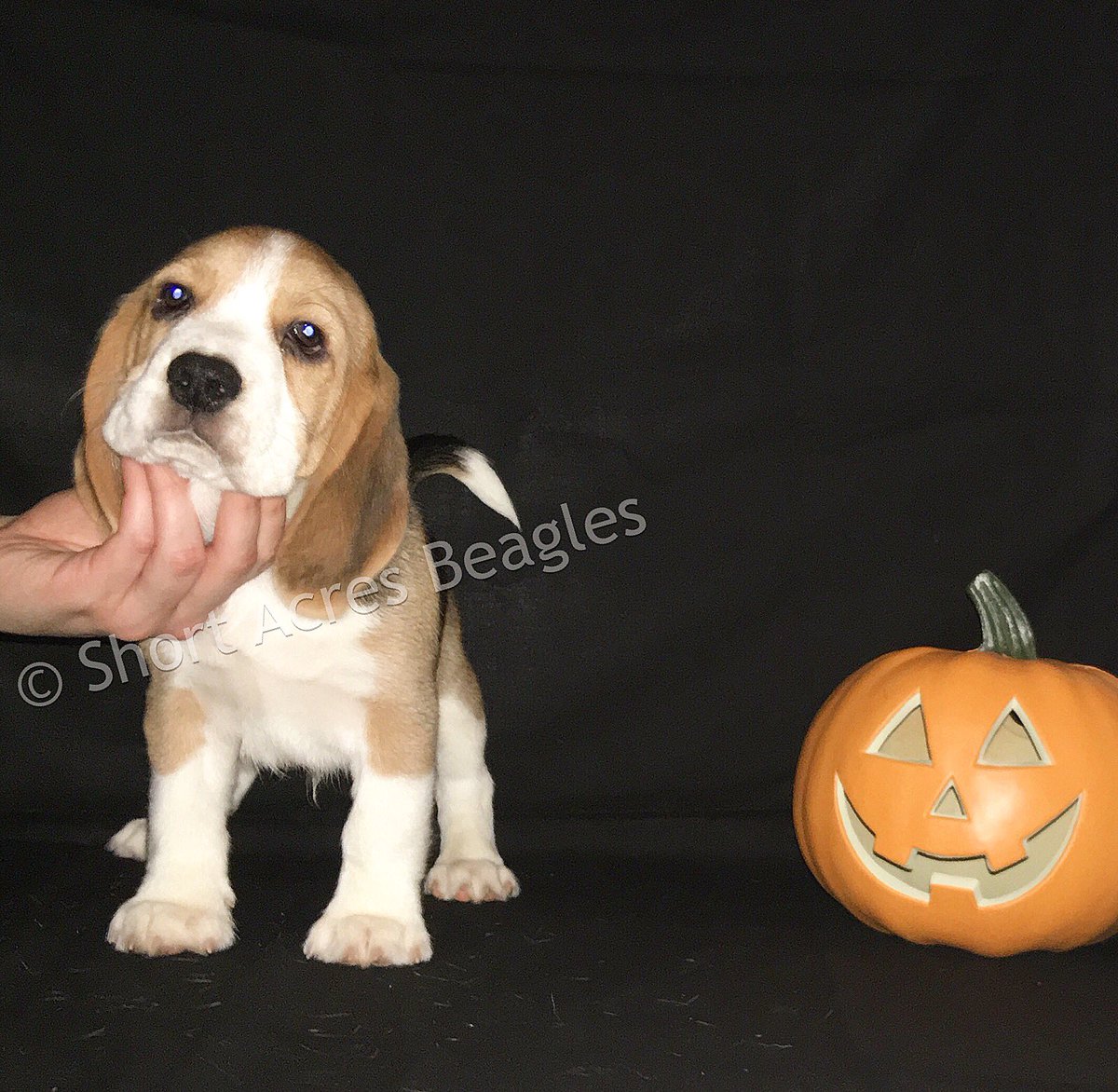Falkor (9 Weeks Old) 🐶 💕 #beagle #beaglesofinstagram #beaglepuppy #shortacresbeagles #halloweenbeagle