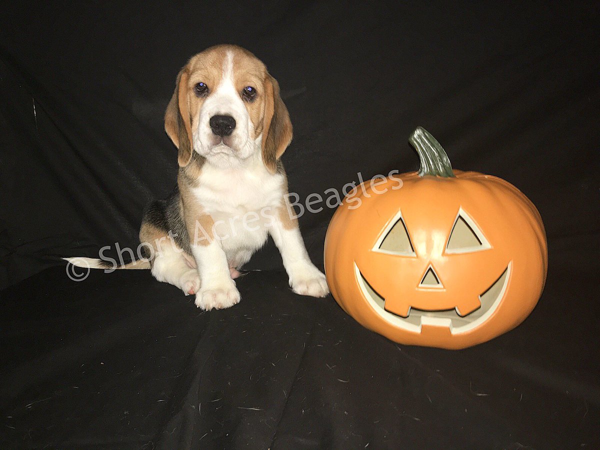 ShortAcresBeagl's tweet photo. Falkor (9 Weeks Old) 🐶 💕 #beagle #beaglesofinstagram #beaglepuppy #shortacresbeagles #halloweenbeagle https://t.co/uc1DUNhMV9