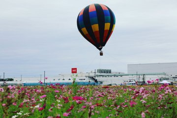 吉見コスモス祭り22の詳細 開花状況やアクセス方法に駐車場は