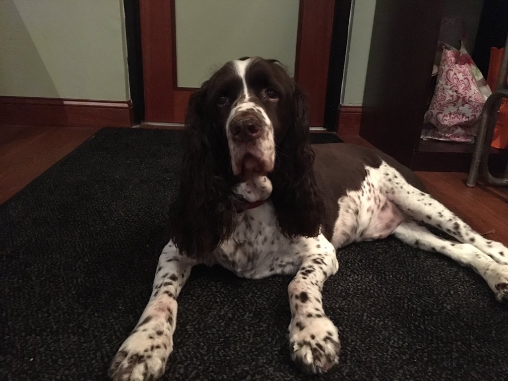 LocalYocalSC's tweet image. My hard working boy Hogan helping out at Local Yocal!! #HoganTheSpringersBFIsAPug