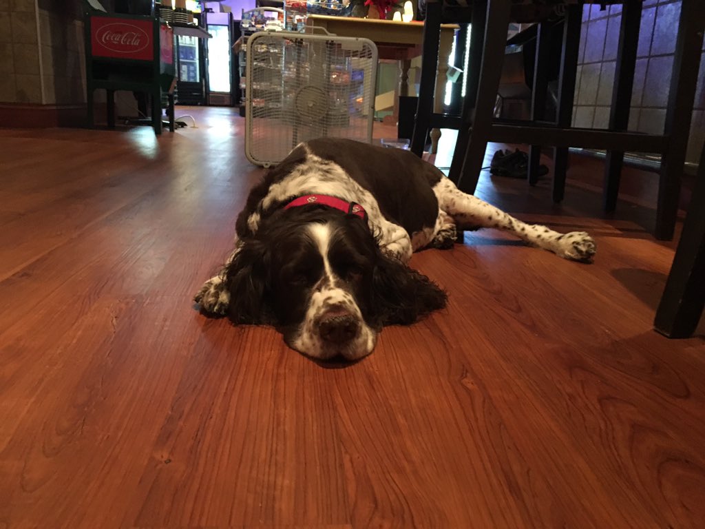 LocalYocalSC's tweet image. My hard working boy Hogan helping out at Local Yocal!! #HoganTheSpringersBFIsAPug