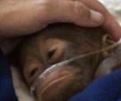 brokeangeI's tweet photo. me every time i remember a slightly embarrassing experience that happened 10+ years ago https://t.co/sHN4KNQWOW